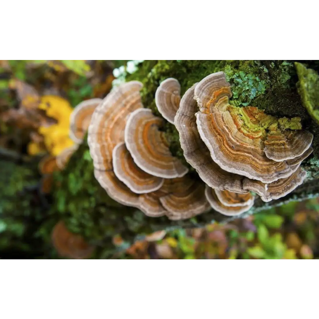 MushMoji Turkey Tail Mushroom Gummies - gummy MushMoji Turkey Tail Mushroom Gummies - gummy