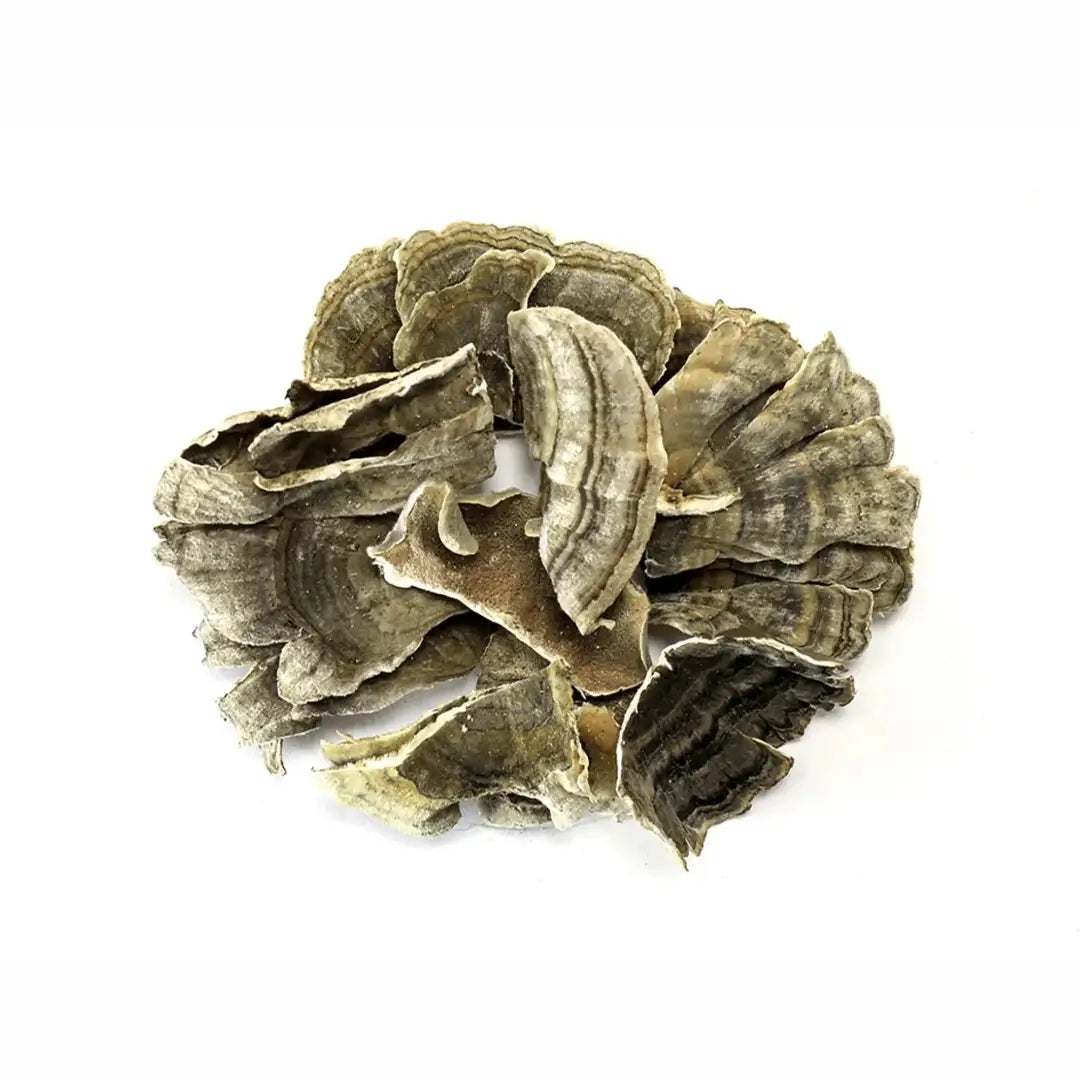 MushMoji Turkey Tail Mushroom Gummies - gummy MushMoji Turkey Tail Mushroom Gummies - gummy