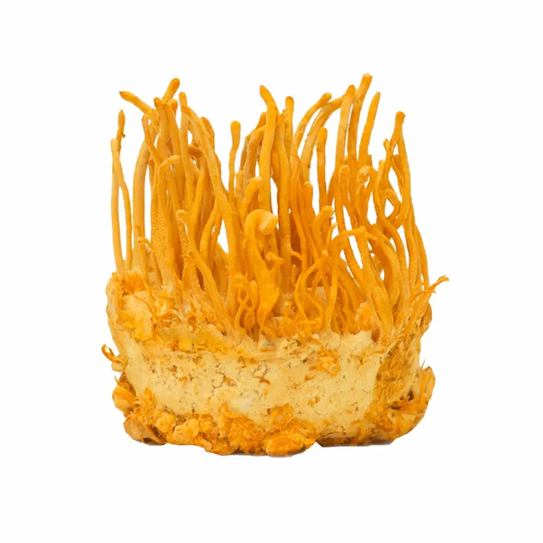 MushMoji Cordyceps Mushroom Gummies - gummy