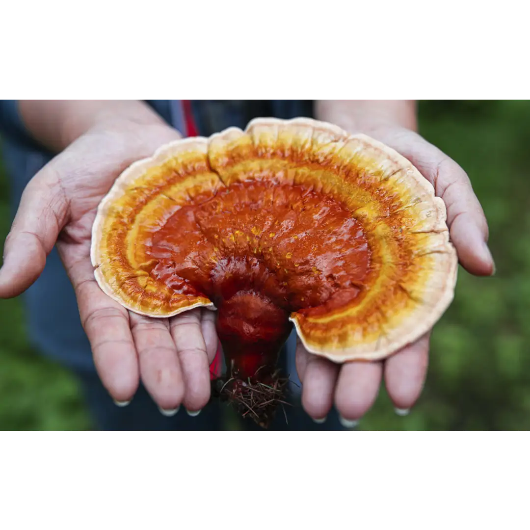 Mushmoji Reishi Mushroom Gummies